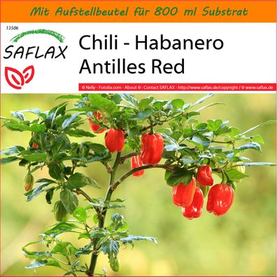 SAFLAX Garden in the Bag - Chili - Habanero Antilles Red - Capsicum - 10 Samen