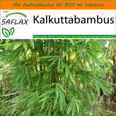 SAFLAX Garden in the Bag - Kalkuttabambus - Dendrocalamus - 50 Samen