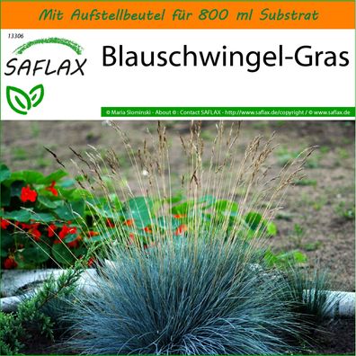 SAFLAX Garden in the Bag - Blauschwingel-Gras - Festuca - 50 Samen