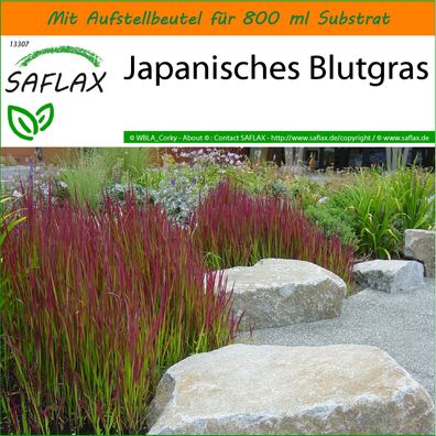 SAFLAX Garden in the Bag - Japanisches Blutgras - Imperata - 50 Samen