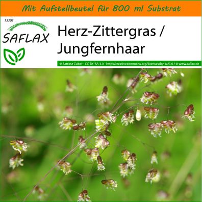 SAFLAX Garden in the Bag - Herz-Zittergras / Jungfernhaar - Briza - 75 Samen