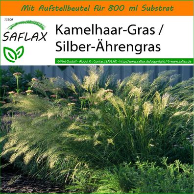 SAFLAX Garden in the Bag - Kamelhaar-Gras / Silber-Ährengras - Stipa - 50 Samen