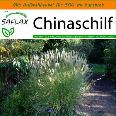 SAFLAX Garden in the Bag - Chinaschilf - Miscanthus - 200 Samen