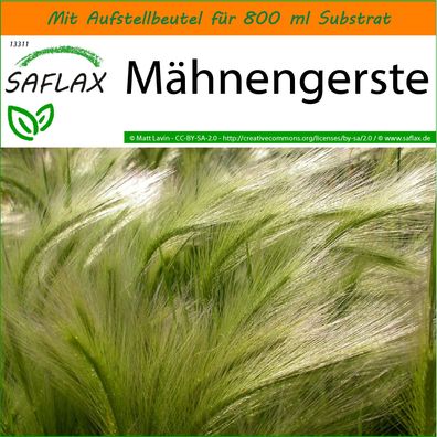 SAFLAX Garden in the Bag - Mähnengerste - Hordeum - 70 Samen