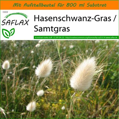 SAFLAX Garden in the Bag - Hasenschwanz-Gras / Samtgras - Lagurus - 100 Samen