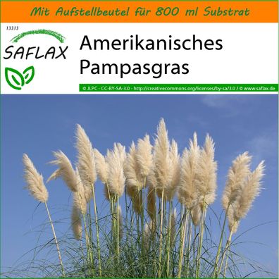 SAFLAX Garden in the Bag - Amerikanisches Pampasgras - Cortaderia - 200 Samen
