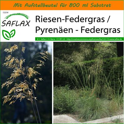 SAFLAX Garden in the Bag - Riesen-Federgras / Pyrenäen - Federgras - Stipa - 10 Samen