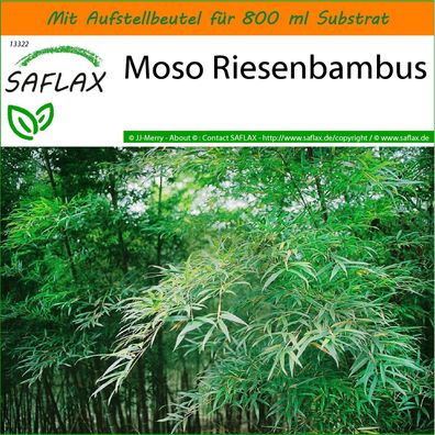 SAFLAX Garden in the Bag - Moso Riesenbambus - Phyllostachys - 20 Samen