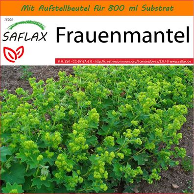 SAFLAX Garden in the Bag - Frauenmantel - Alchemilla - 100 Samen