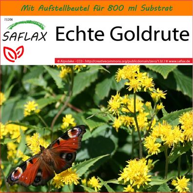 SAFLAX Garden in the Bag - Echte Goldrute - Solidago - 100 Samen