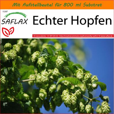 SAFLAX Garden in the Bag - Echter Hopfen - Humulus - 50 Samen