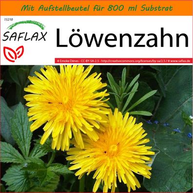 SAFLAX Garden in the Bag - Löwenzahn - Taraxacum - 200 Samen