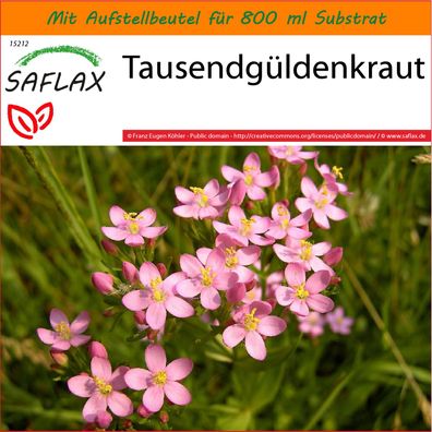 SAFLAX Garden in the Bag - Tausendgüldenkraut - Centaurium - 250 Samen