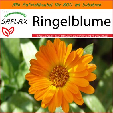 SAFLAX Garden in the Bag - Ringelblume - Calendula - 50 Samen