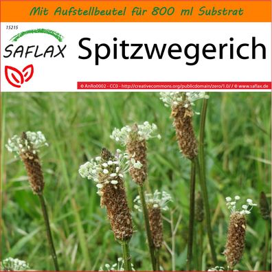 SAFLAX Garden in the Bag - Spitzwegerich - Plantago - 100 Samen