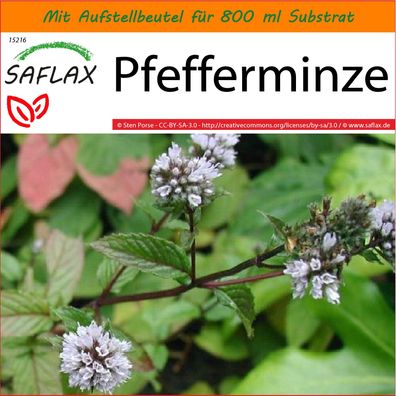 SAFLAX Garden in the Bag - Pfefferminze - Mentha - 300 Samen