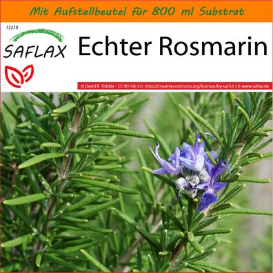 SAFLAX Garden in the Bag - Echter Rosmarin - Rosmarinus - 100 Samen