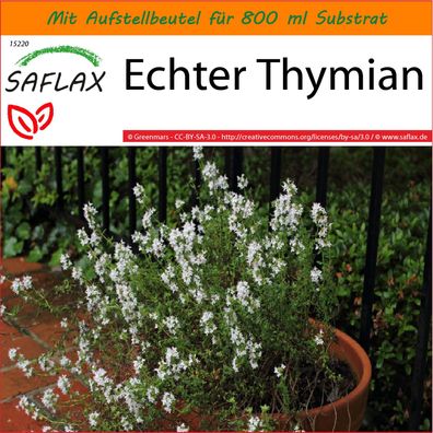 SAFLAX Garden in the Bag - Echter Thymian - Thymus - 200 Samen