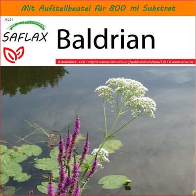 SAFLAX Garden in the Bag - Baldrian - Valeriana - 200 Samen
