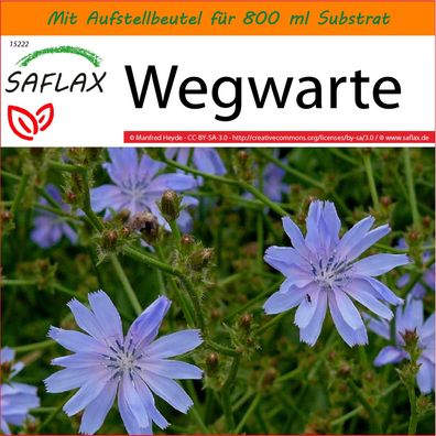 SAFLAX Garden in the Bag - Wegwarte - Cichorium - 250 Samen