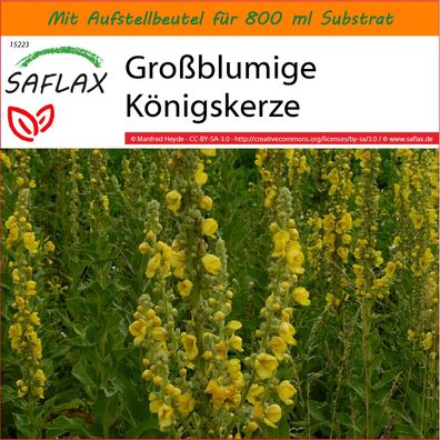SAFLAX Garden in the Bag - Großblumige Königskerze - Verbascum - 500 Samen