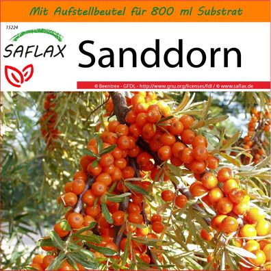 SAFLAX Garden in the Bag - Sanddorn - Hippophae - 40 Samen