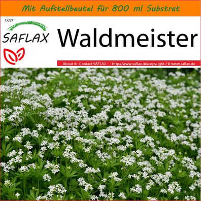 SAFLAX Garden in the Bag - Waldmeister - Galium - 20 Samen