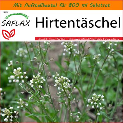 SAFLAX Garden in the Bag - Hirtentäschel - Capsella - 1000 Samen