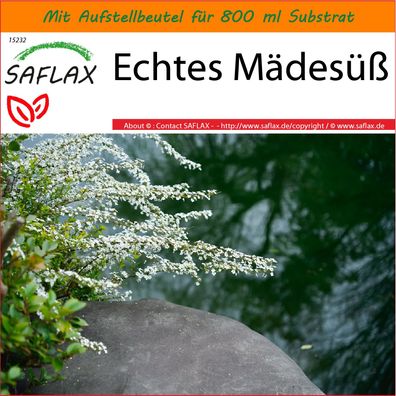 SAFLAX Garden in the Bag - Echtes Mädesüß - Filipendula - 500 Samen