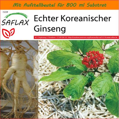 SAFLAX Garden in the Bag - Echter Koreanischer Ginseng - Panax - 10 Samen