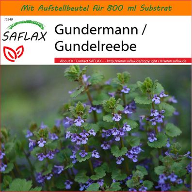 SAFLAX Garden in the Bag - Gundermann / Gundelreebe - Glechoma - 75 Samen
