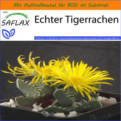 SAFLAX Garden in the Bag - Echter Tigerrachen - Faucaria - 40 Samen