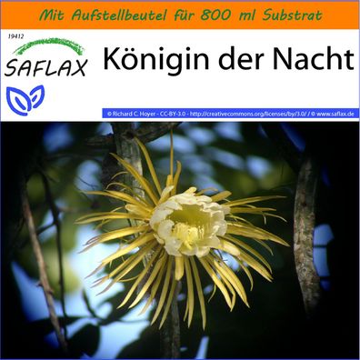 SAFLAX Garden in the Bag - Königin der Nacht - Selenicerus - 40 Samen