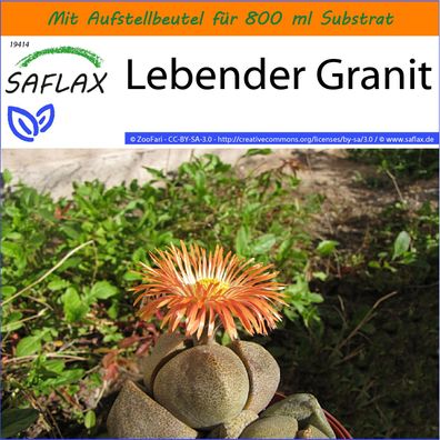 SAFLAX Garden in the Bag - Lebender Granit - Pleiospilos - 40 Samen