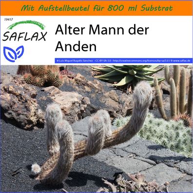 SAFLAX Garden in the Bag - Alter Mann der Anden - Oreocereus - 40 Samen