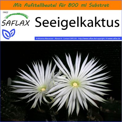 SAFLAX Garden in the Bag - Seeigelkaktus - Echinopsis - 40 Samen