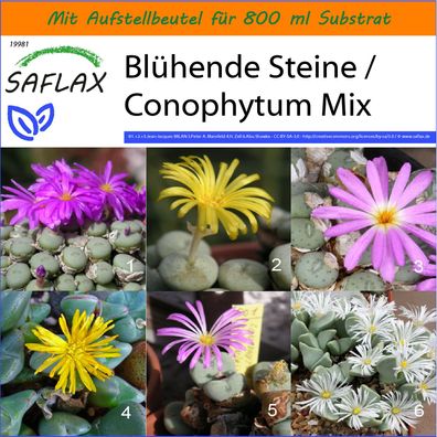 SAFLAX Garden in the Bag - Blühende Steine / Conophytum Mix - Conophytum - 40 Samen