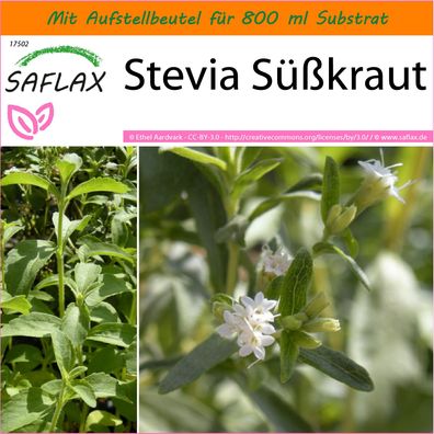 SAFLAX Garden in the Bag - Stevia Süßkraut - Stevia - 100 Samen