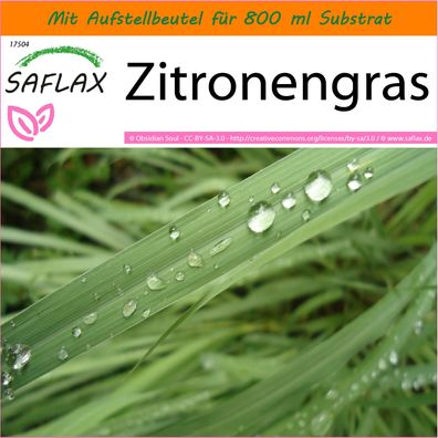 SAFLAX Garden in the Bag - Zitronengras - Cymbopogon - 50 Samen
