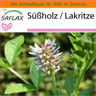 SAFLAX Garden in the Bag - Süßholz / Lakritze - Glycyrrhiza - 30 Samen