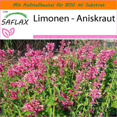 SAFLAX Garden in the Bag - Limonen - Aniskraut - Agastache - 50 Samen