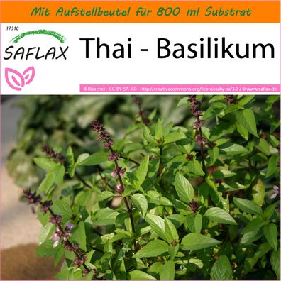 SAFLAX Garden in the Bag - Thai - Basilikum - Ocimum - 200 Samen
