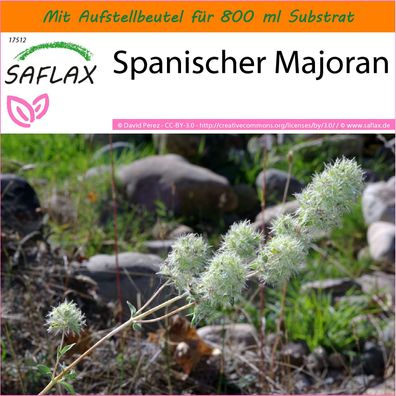 SAFLAX Garden in the Bag - Spanischer Majoran - Thymus - 250 Samen
