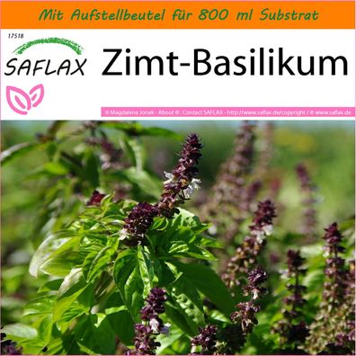 SAFLAX Garden in the Bag - Zimt-Basilikum - Ocimum - 200 Samen