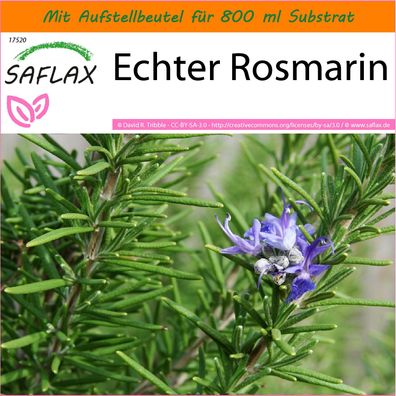 SAFLAX Garden in the Bag - Echter Rosmarin - Rosmarinus - 100 Samen