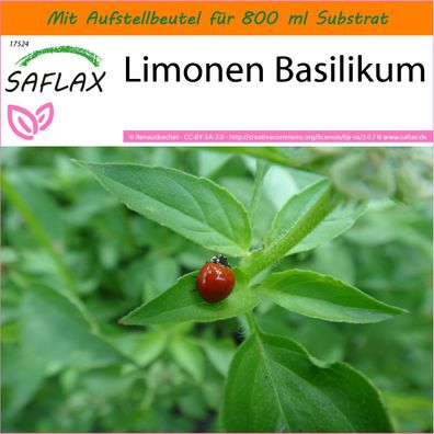 SAFLAX Garden in the Bag - Limonen Basilikum - Ocimum - 200 Samen