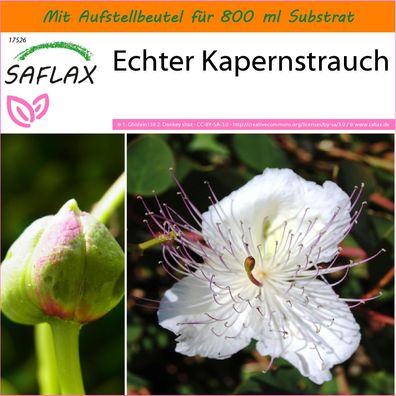 SAFLAX Garden in the Bag - Echter Kapernstrauch - Capparis - 25 Samen