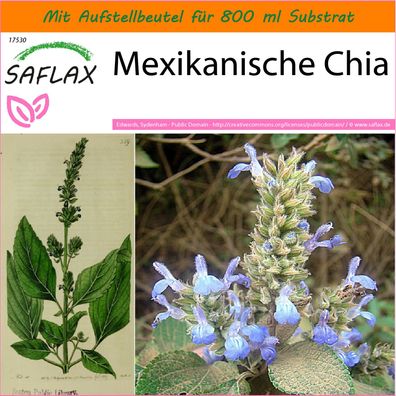 SAFLAX Garden in the Bag - Mexikanische Chia - Salvia - 500 Samen