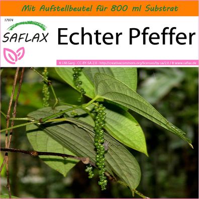 SAFLAX Garden in the Bag - Echter Pfeffer - Piper - 20 Samen