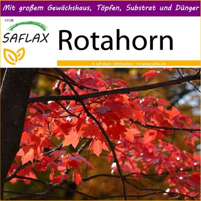 SAFLAX Big Garden - Rotahorn - Acer - 20 Samen